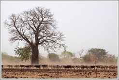 Baobab tree and a herd of cattle.