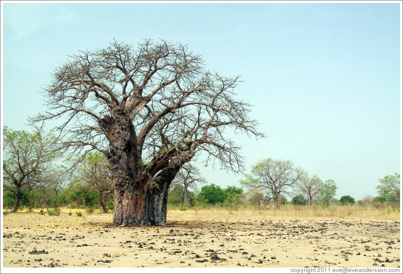 Baobab tree.