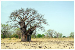 Baobab tree.