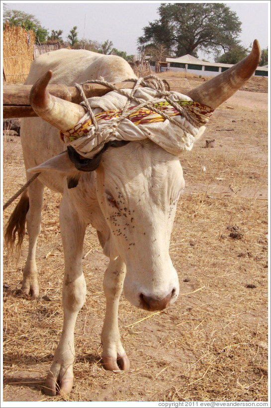 Bull with flies on his face.