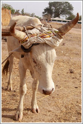 Bull with flies on his face.