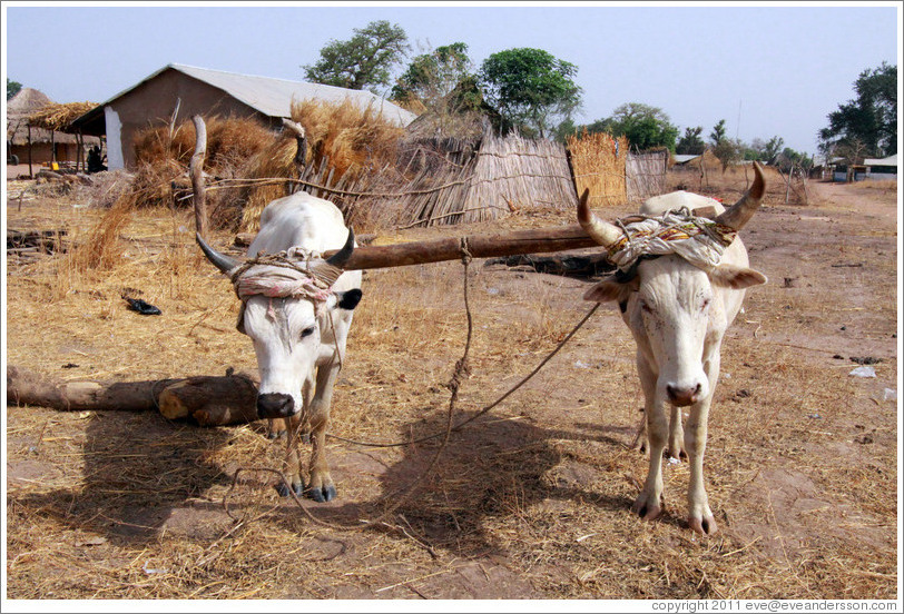 Bulls who've been tied together for plough training.