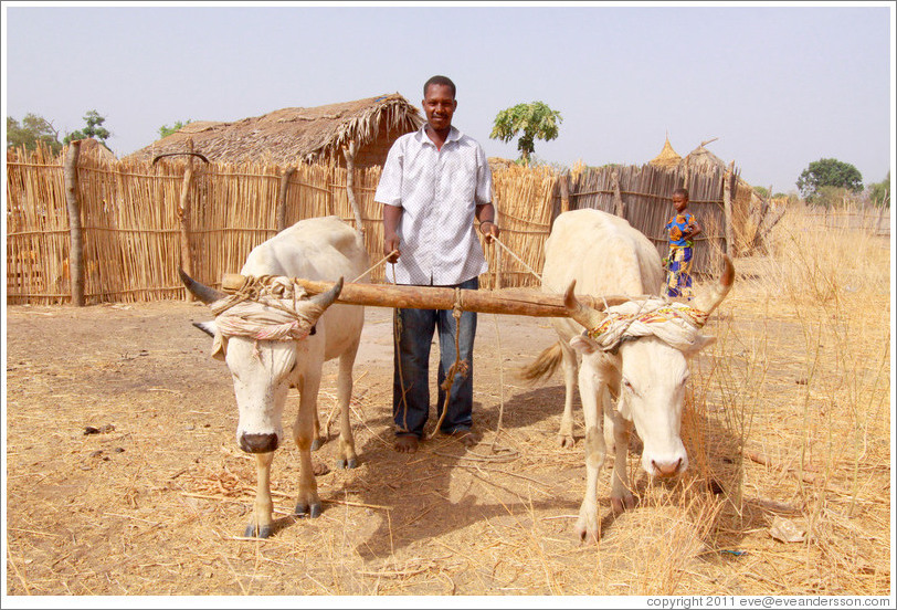 Villager with bulls who've been tied together for plough training.