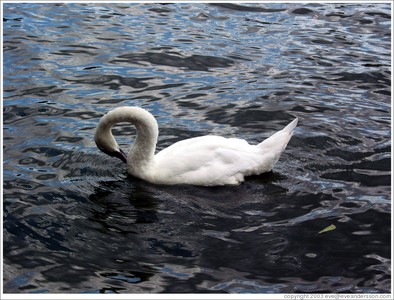 Swan on Landwehrkanal.