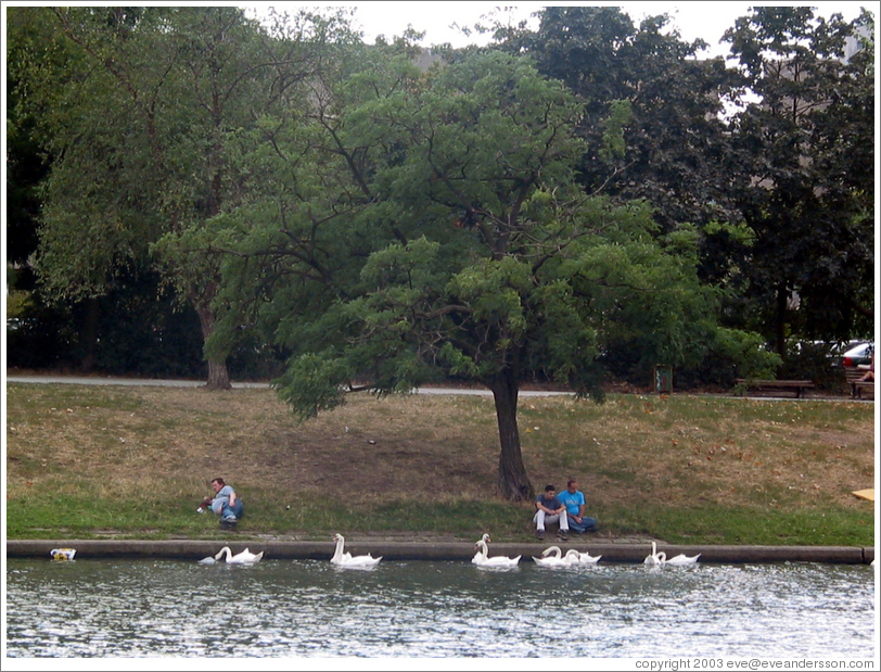 Swans on Landwehrkanal.