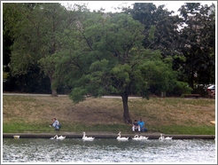 Swans on Landwehrkanal.