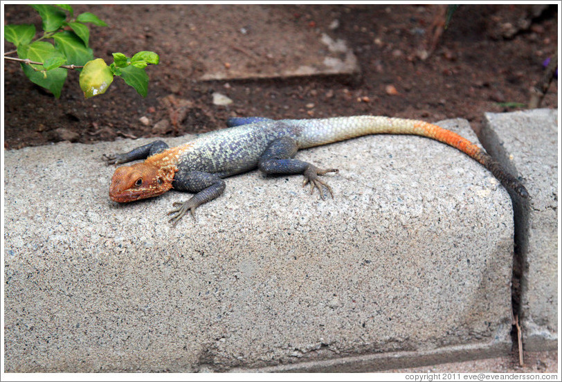 Agama Lizard.