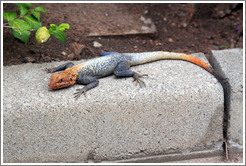 Agama Lizard.