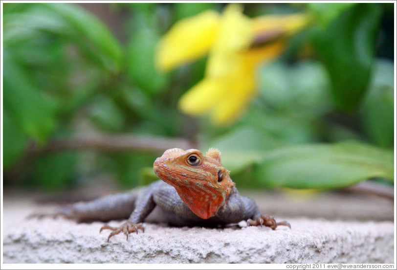 Agama Lizard.