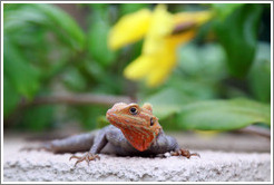 Agama Lizard.