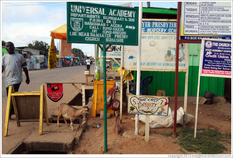 Goat among signs advertising businesses.