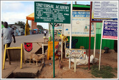 Goat among signs advertising businesses.