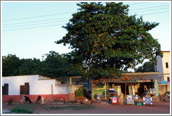 Goats, roadside.