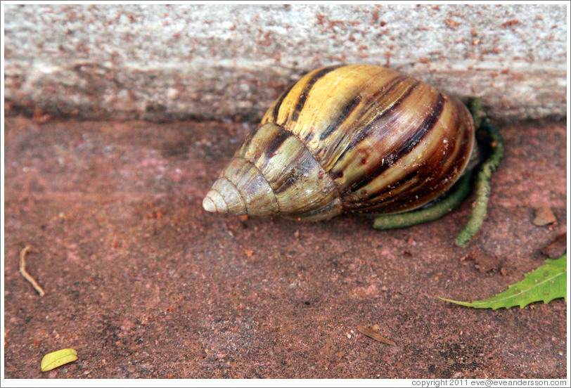 Snail.