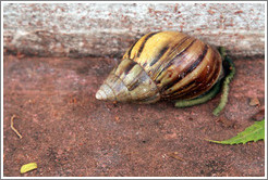 Snail.