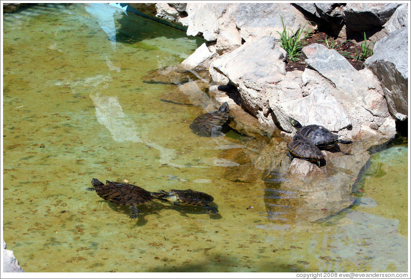 Turtles in a pond.  National Gardens.