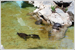 Turtles in a pond.  National Gardens.