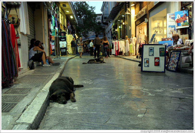 Dogs resting in the street in Plaka (&#928;&#955;&#940;&#954;&#945;), an old neighborhood in Athens.