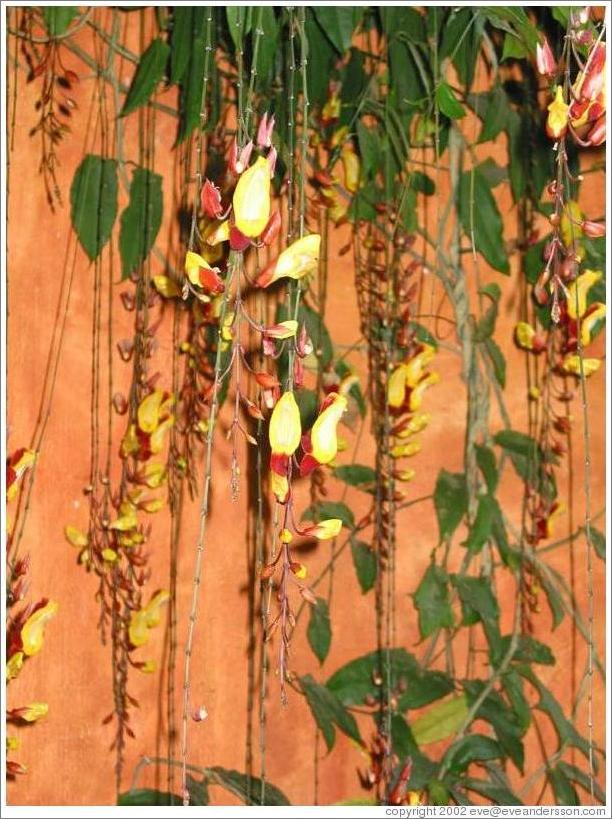 Hanging flowers at the Casa Santo Domingo hotel.