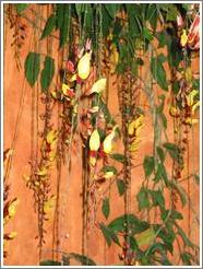 Hanging flowers at the Casa Santo Domingo hotel.