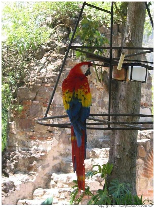 Parrot at the Casa Santo Domingo hotel.