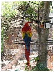 Parrot at the Casa Santo Domingo hotel.