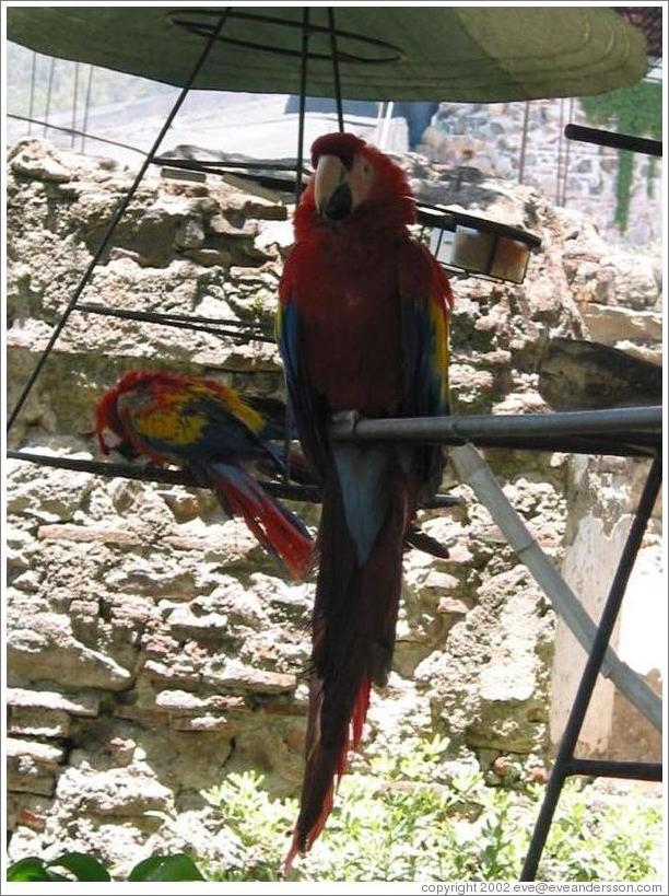 Parrot at the Casa Santo Domingo hotel.