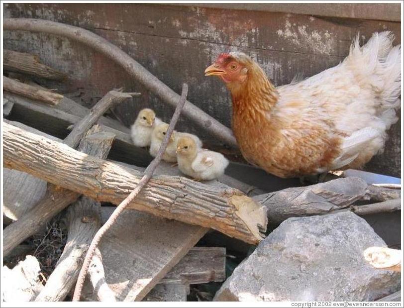 Chickens at the Santa Clara ruins.