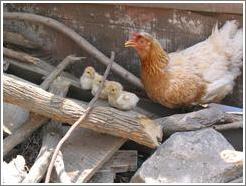 Chickens at the Santa Clara ruins.