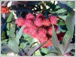 Red flowers, San Pedro.