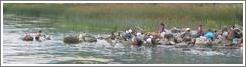 Women bathing and washing clothes, San Pedro.