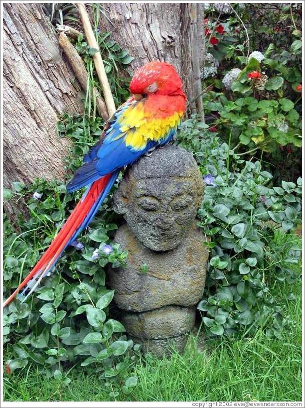 Parrot at the Mayan Inn.