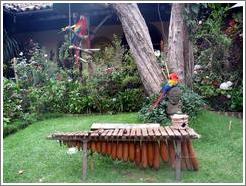 Parrots and a marimba at the Mayan Inn.