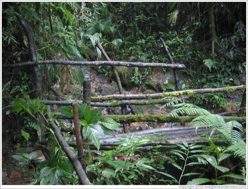 Bridge in the Biotopo del Quetzal.