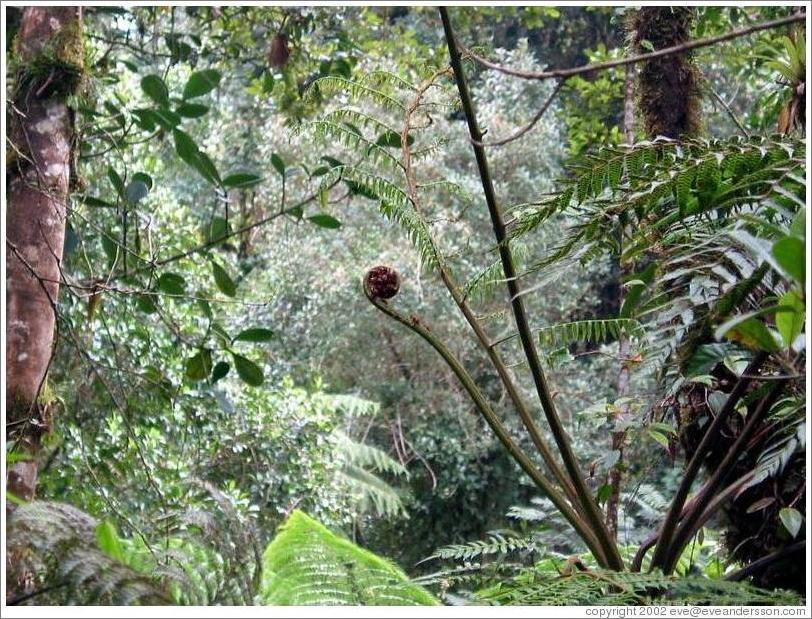 Fern frond in the Biotopo del Quetzal.