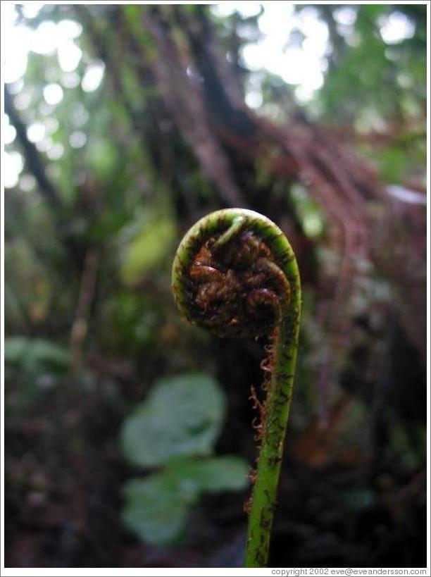 Fern frond in the Biotopo del Quetzal.