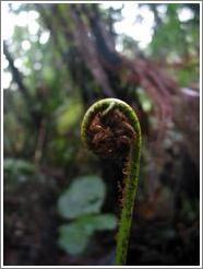 Fern frond in the Biotopo del Quetzal.