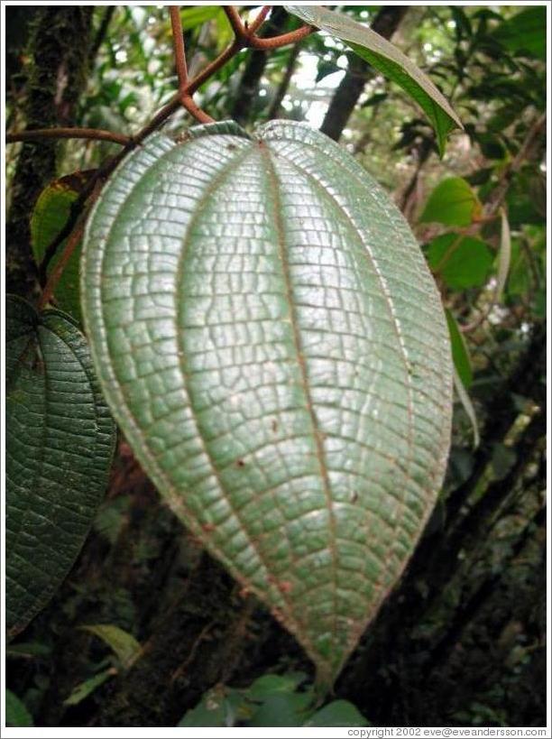 Leaf in the Biotopo del Quetzal.