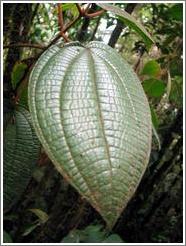 Leaf in the Biotopo del Quetzal.