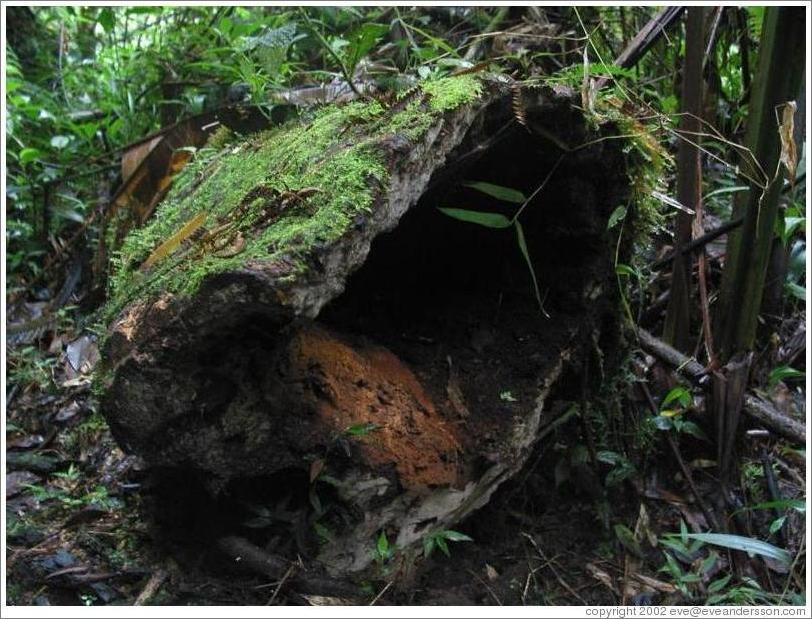 Inside a mossy log, Biotopo del Quetzal.
