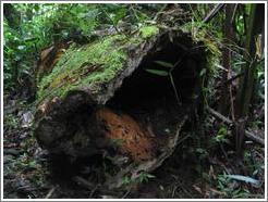 Inside a mossy log, Biotopo del Quetzal.
