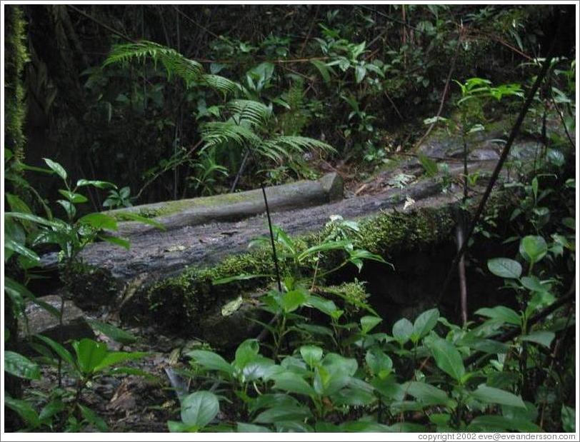 Mossy log, Biotopo del Quetzal.