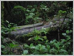 Mossy log, Biotopo del Quetzal.