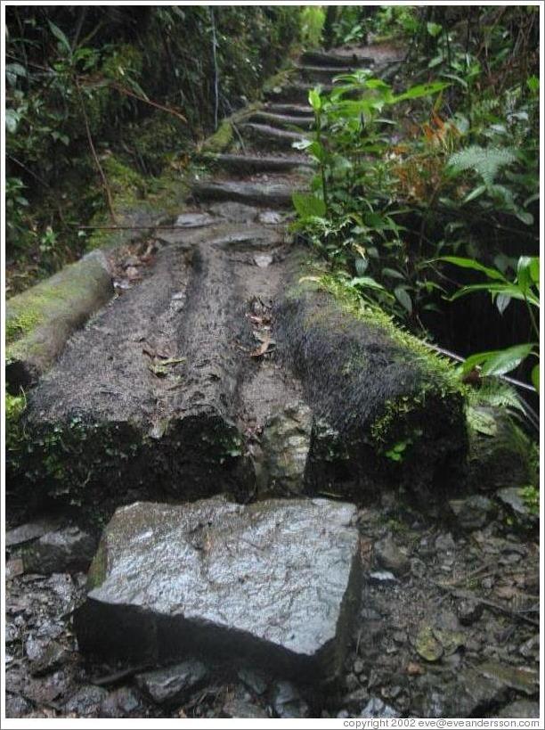 Path and stone, Biotopo del Quetzal.