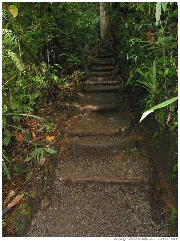Path, Biotopo del Quetzal.