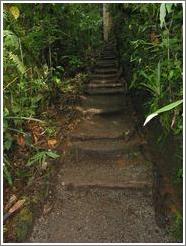 Path, Biotopo del Quetzal.