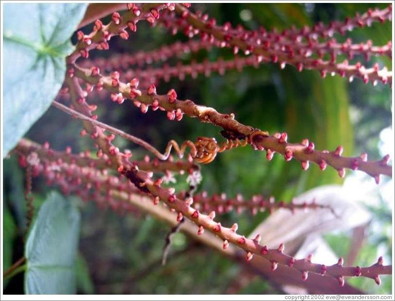 Plant, Biotopo del Quetzal.