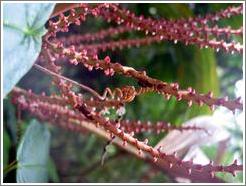 Plant, Biotopo del Quetzal.