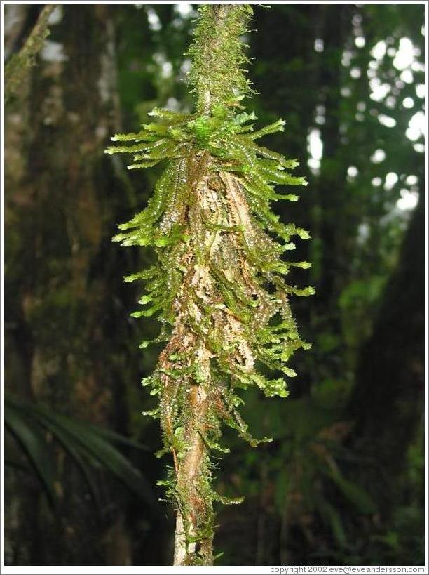 Plant, Biotopo del Quetzal.