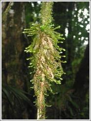 Plant, Biotopo del Quetzal.